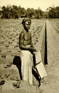 KITLV - 78316 - Kleingrothe, C.J. - Medan - Javanese coolie on a tobacco plantation of the Amsterdam Deli Company in Medan, Sumatra - circa 1900