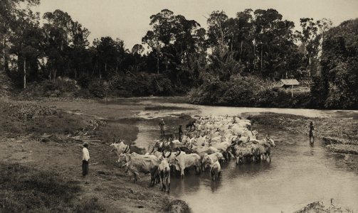 KITLV - 88302 - Kleingrothe, C.J. - Medan - Oxen of the company Belawan of the Deli Company in Deli in Belawan - 1905