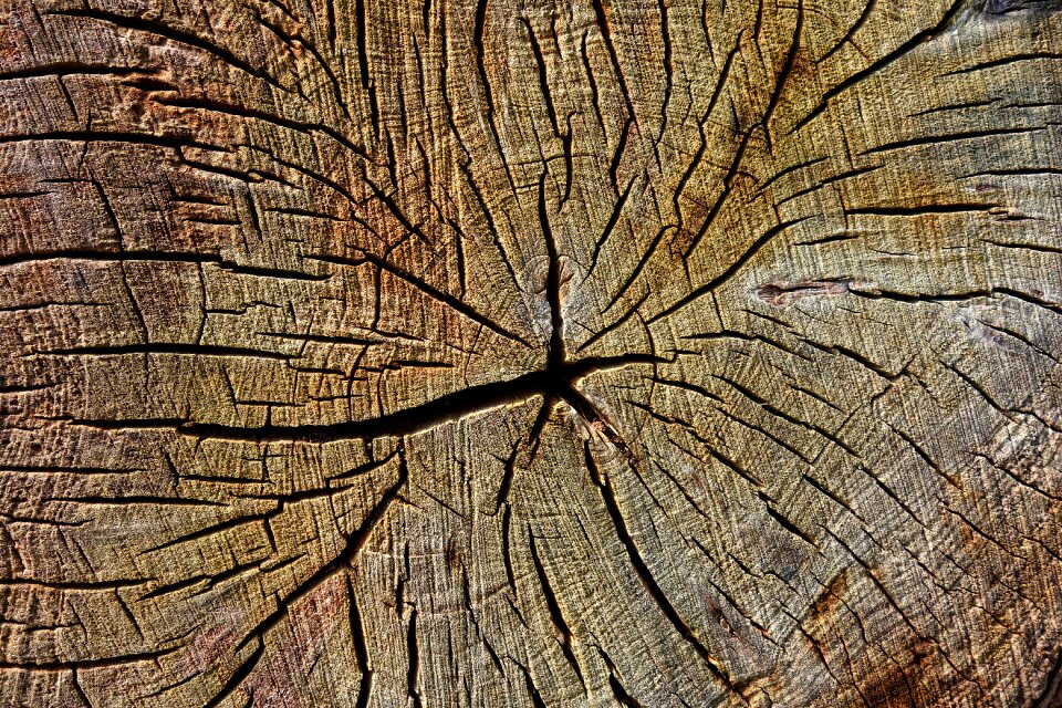 Year rings pattern texture