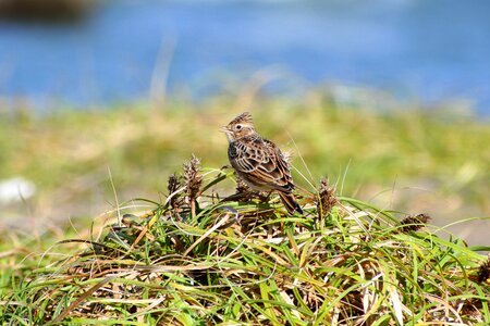 Grass little bird lark photo