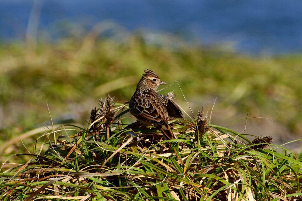 Grass little bird lark
