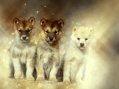 Expensive natural puppies