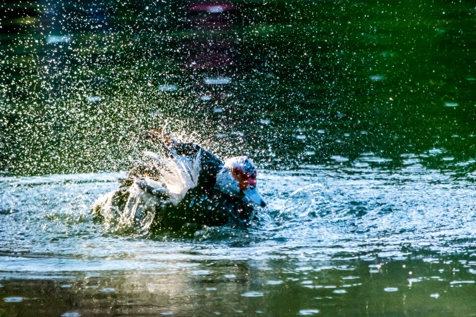 Swimming splash river