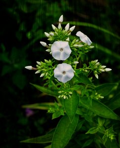 Dacha summer flowers