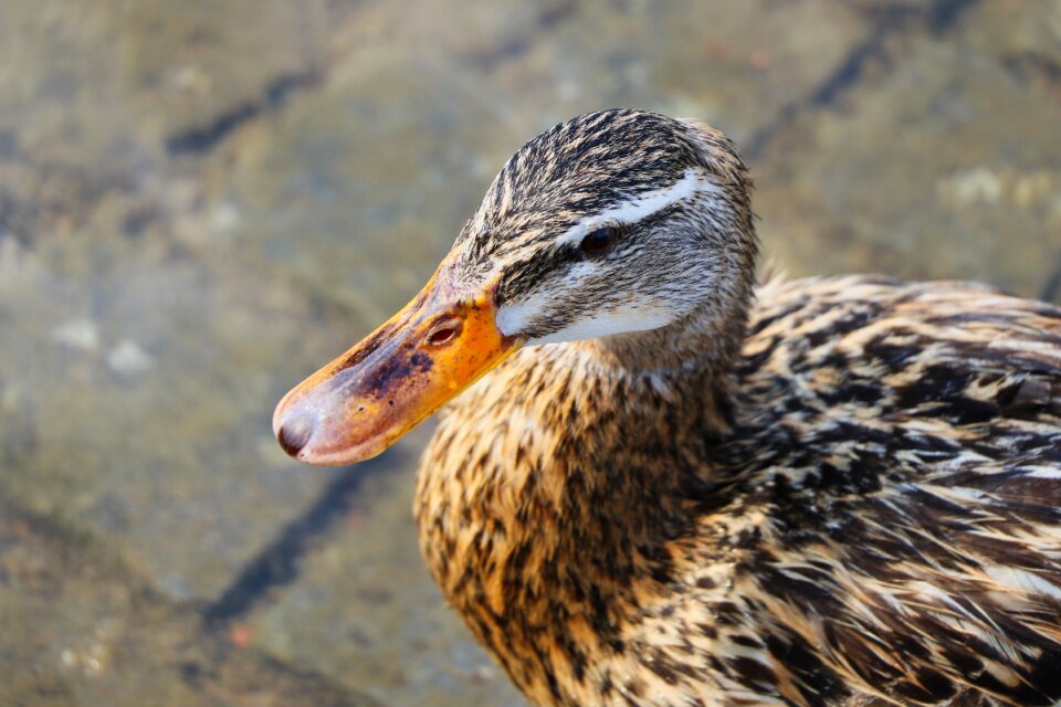 Nature bird wild birds
