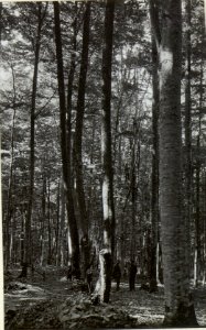 Kriegsalbum 107, Bild 32838 (BildID 15724536)