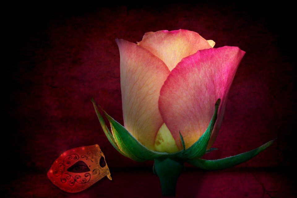 Flower petal plant