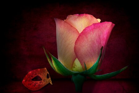 Flower petal plant
