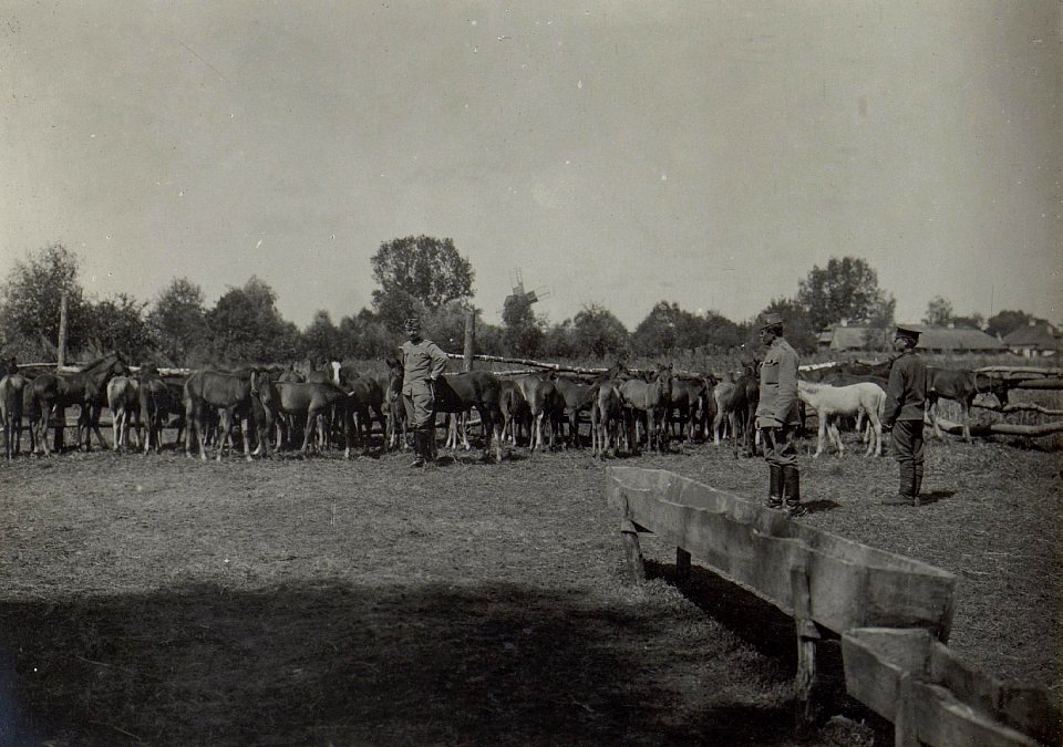 Kowel, Pferdespital, Fohlen im Auslauf. (BildID 15677218)