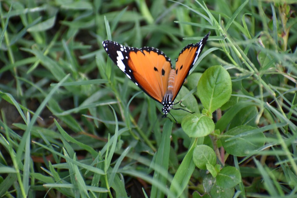 Papilionidae insect wings