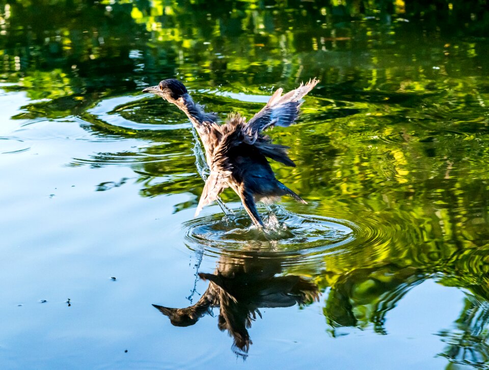 Nature lake wildlife