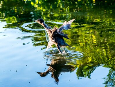 Nature lake wildlife photo