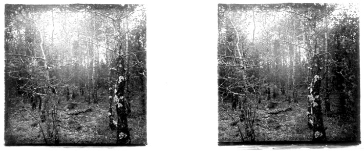 La Cheppe. Sous-bois - Fonds Berthelé - 49Fi47