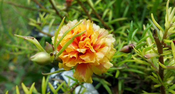 Orange red flowers