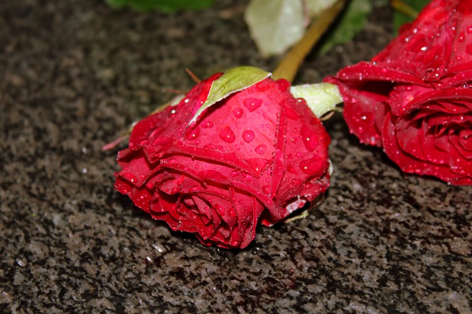 Drops rose petals red rose