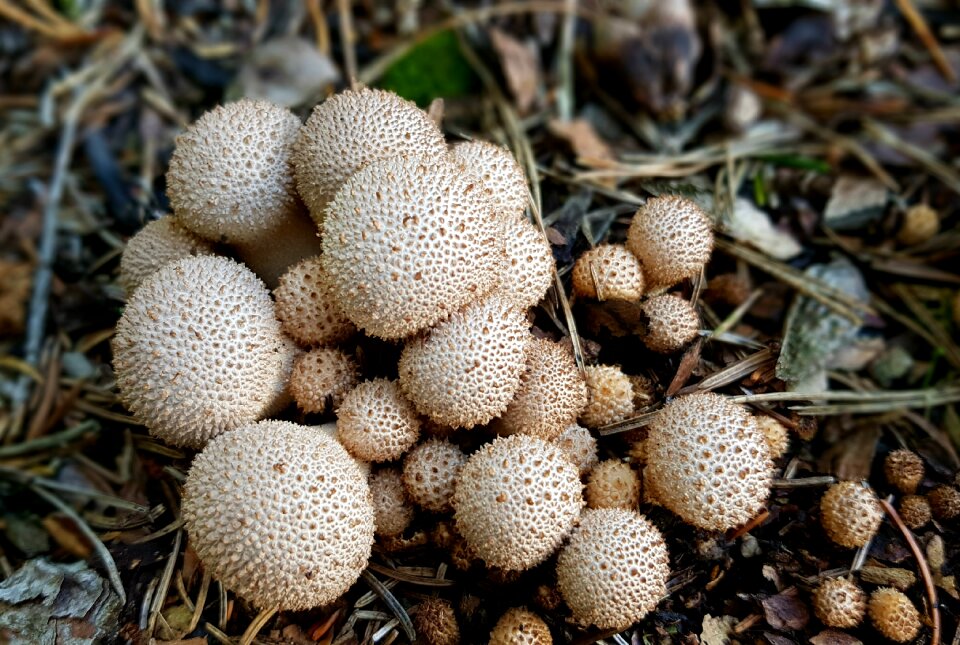 Forest forest floor round