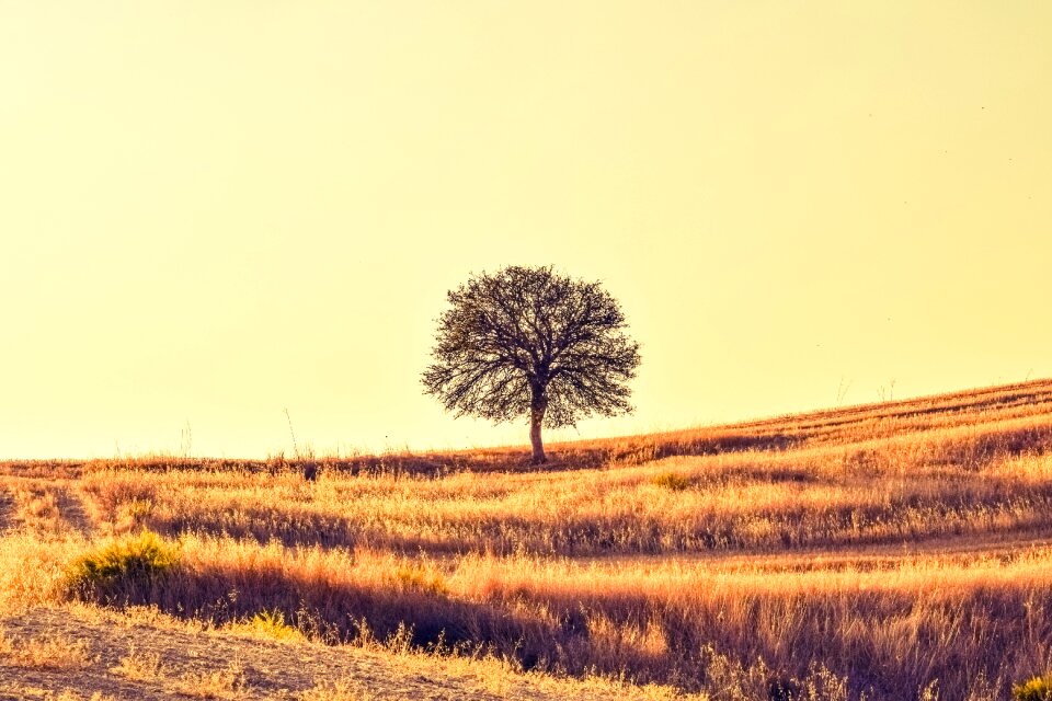 Nature landscape meadow