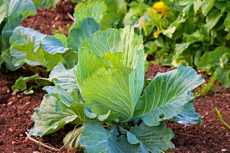 Vegetables agriculture healthy photo