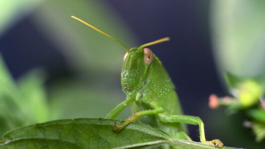 Insect nature living nature