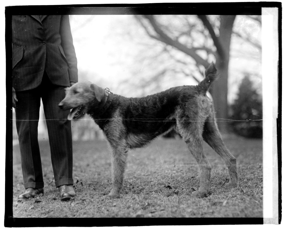 Laddie boy LOC npcc.03631