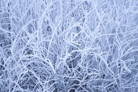 Nature frosty close-up