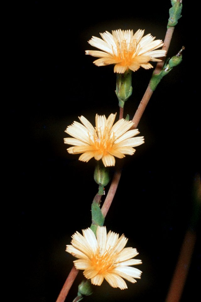 Lactuca serriola NRCS-1