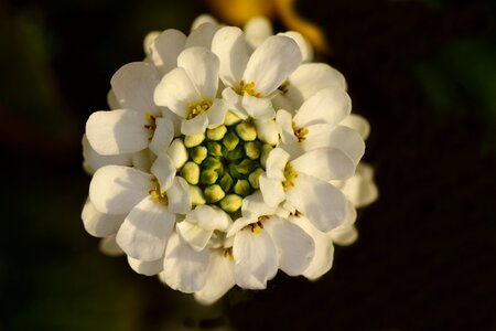 Bloom white tender photo