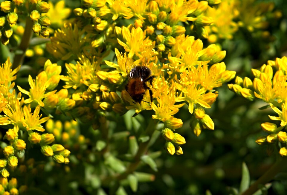 Bumblebee yellow flowers Free photos