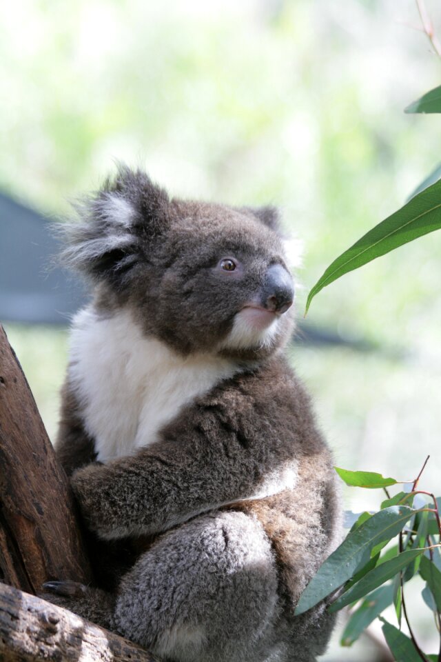 Mammals wild animals nature