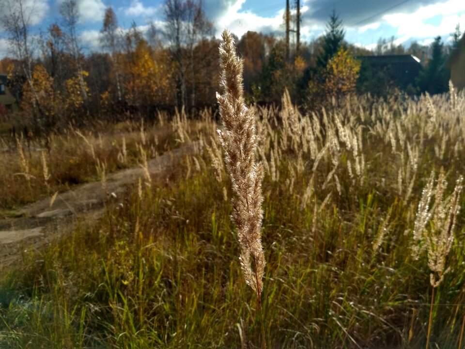 Nature dacha autumn