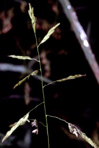 Leersia oryzoides NRCS-1