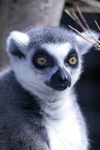 The animal kingdom portrait primates
