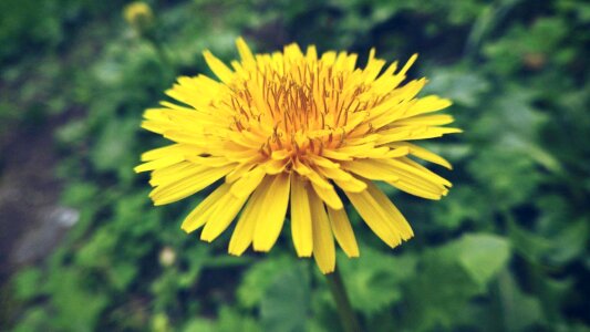 Nature garden close up