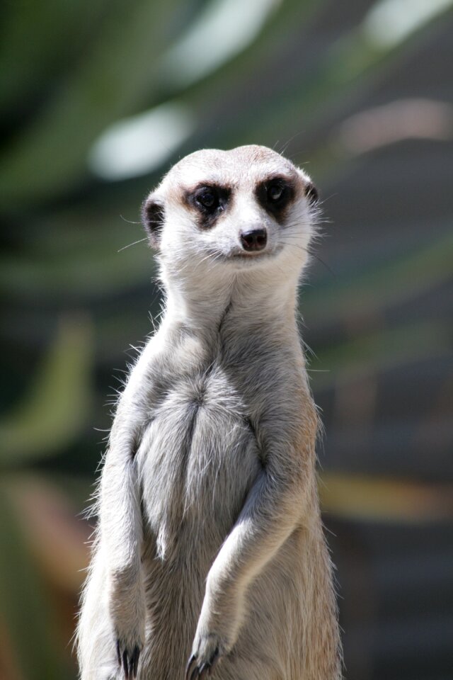 The animal kingdom nature portrait