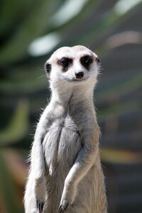 The animal kingdom nature portrait