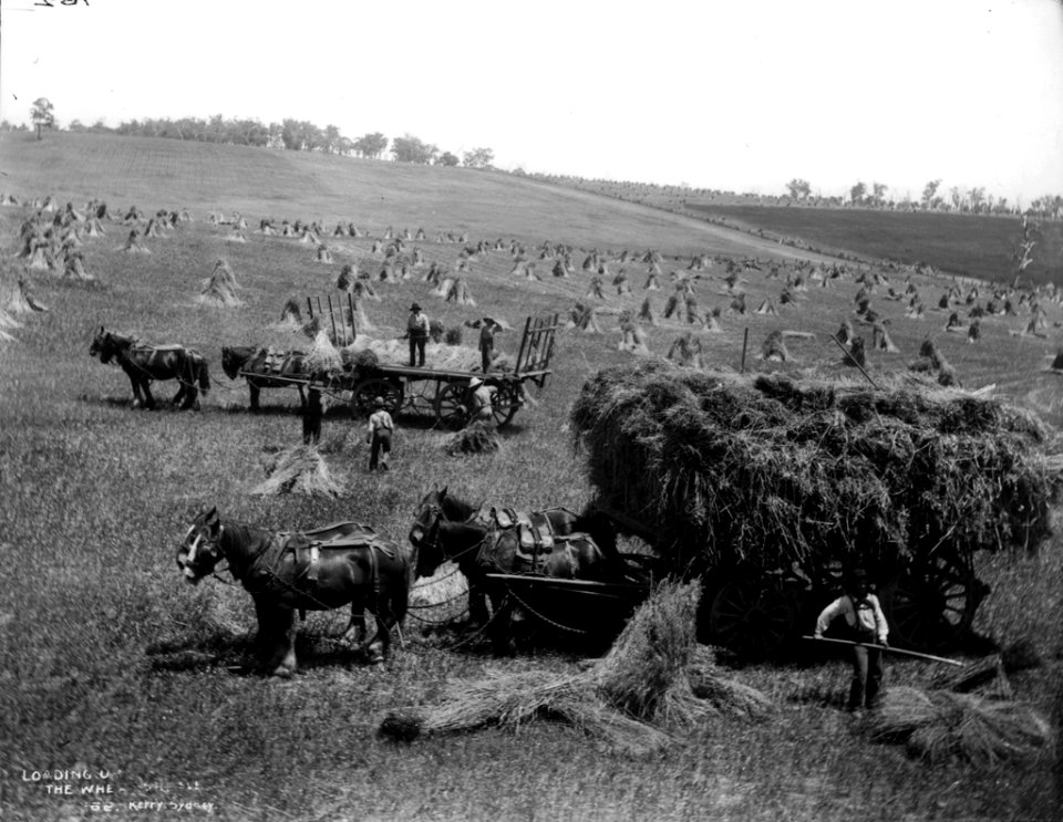 Loading up the wheat sheaves from The Powerhouse Museum Collection