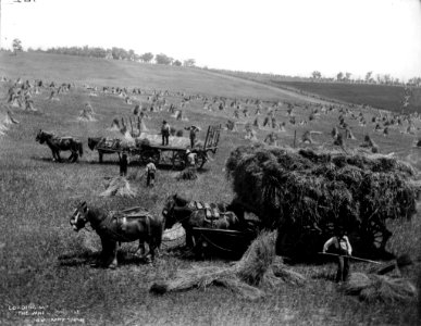 Loading up the wheat sheaves from The Powerhouse Museum Collection