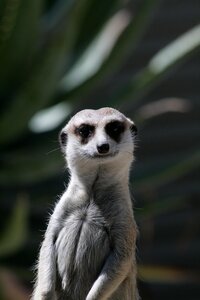 Nature the animal kingdom portrait
