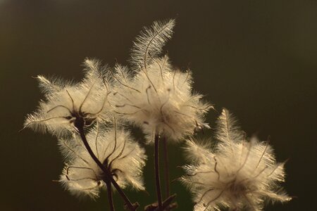 Multiply nature fluffy
