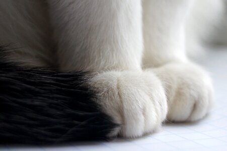 Animal cat paw photo
