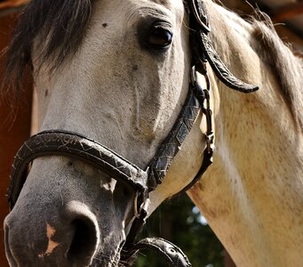 Paddock white horse satisfied