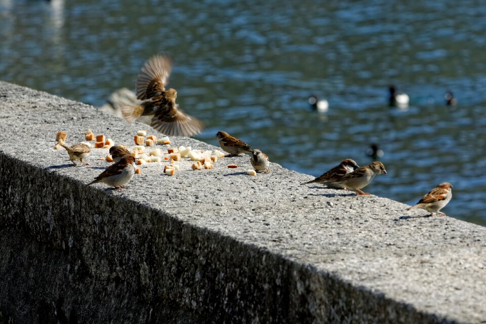 Animal flight nature