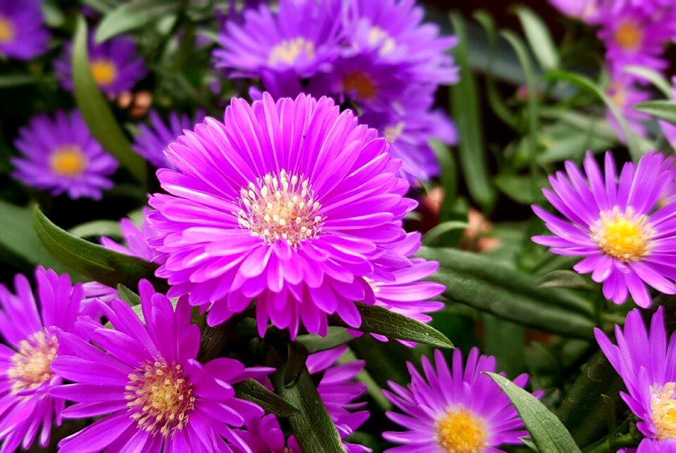 Gartenstaude plant nature