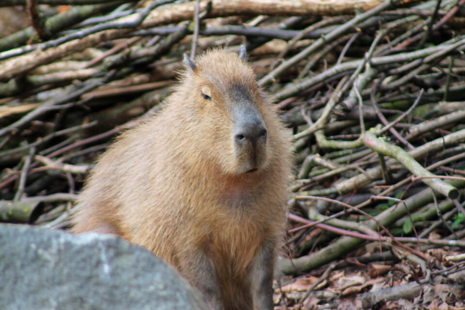 Animal animal world cute