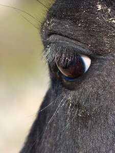 Portrait nature animalia
