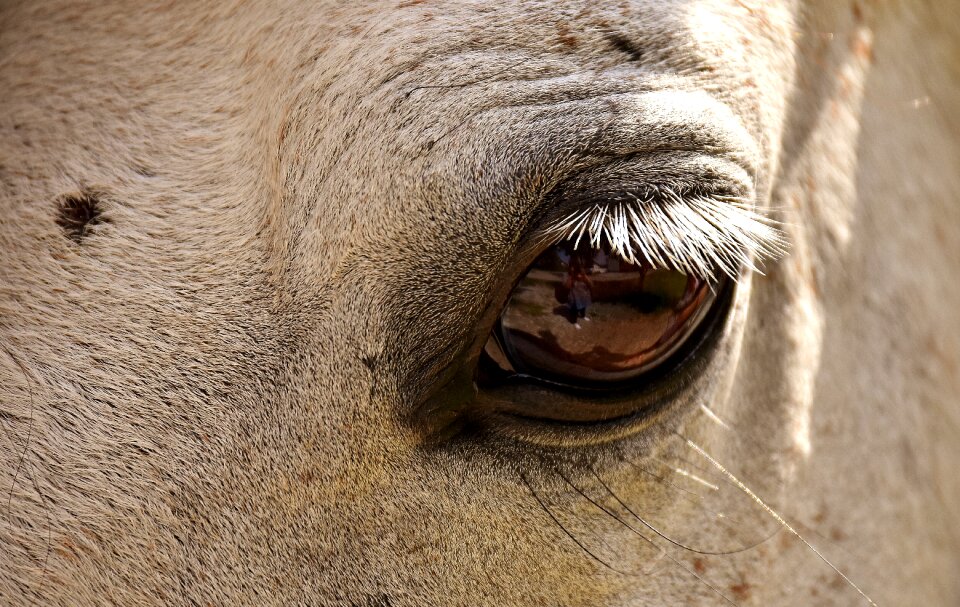 Close up eye funny