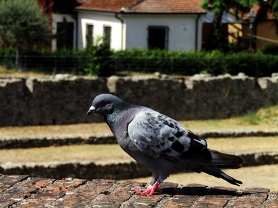 Animal world volatile bird photo