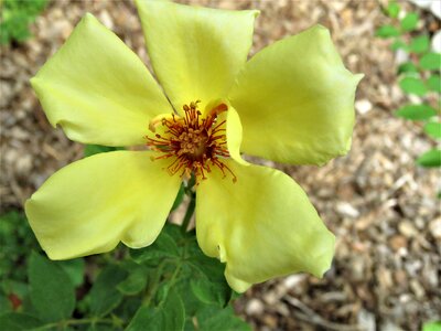 Yellow rose garden