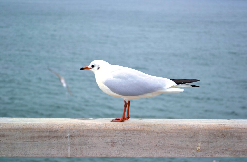 Seagull nature baltic sea