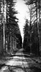 Lärchenwald bei Bissee (Kiel 70.237)